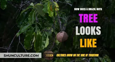 Discover the Majestic Appearance of a Brazil Nut Tree in Nature