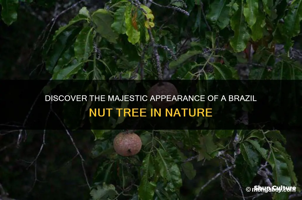 how does a brazil nuts tree looks like