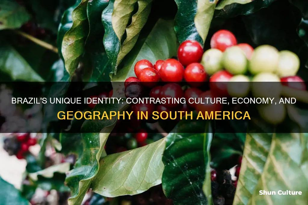 how does brazil differ from the rest of south america
