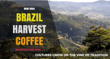 Brazil's Coffee Harvest: Techniques, Traditions, and Global Impact Explained