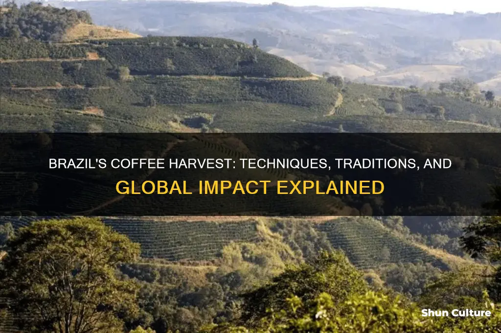 how does brazil harvest coffee