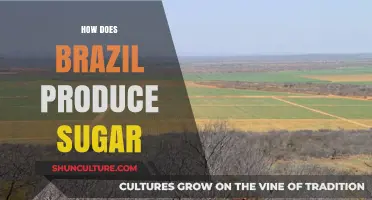 Brazil's Sugar Production: From Cane Fields to Global Sweetness