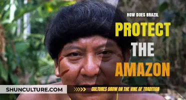 Brazil's Strategies to Safeguard the Amazon Rainforest: A Comprehensive Approach