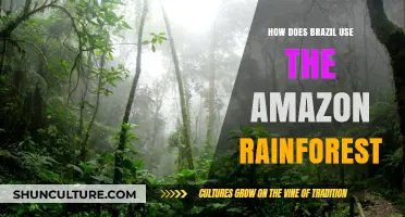 Brazil's Amazon Rainforest: Economic, Ecological, and Cultural Utilization Explained