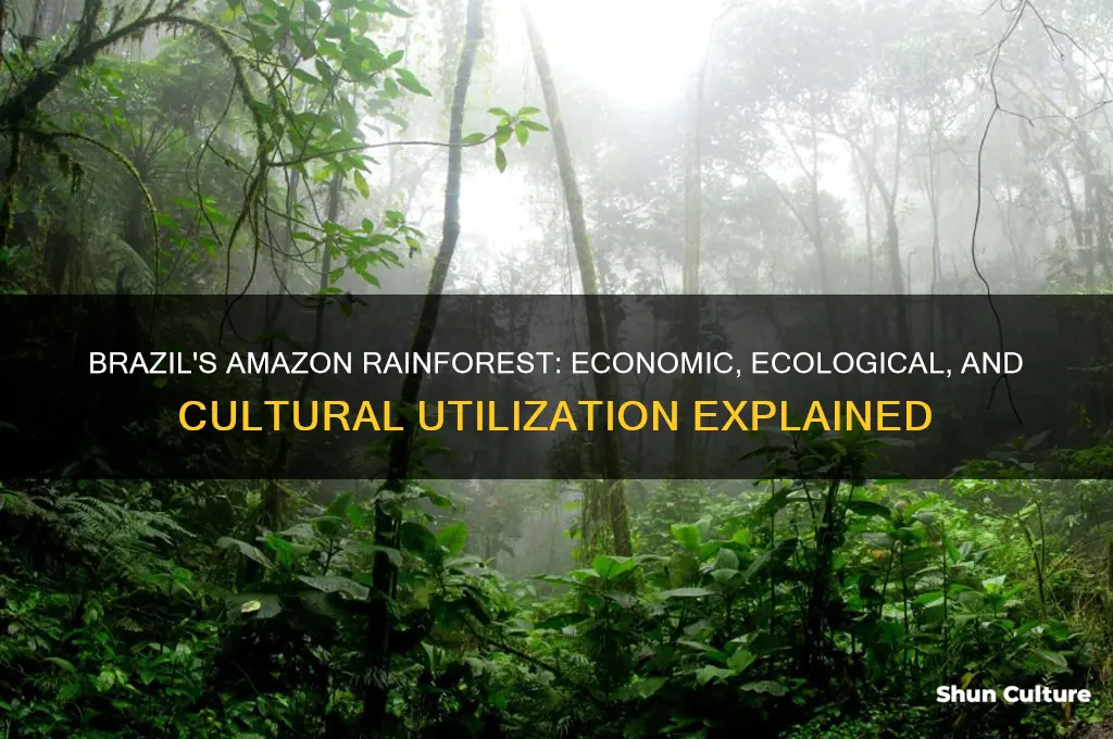 how does brazil use the amazon rainforest