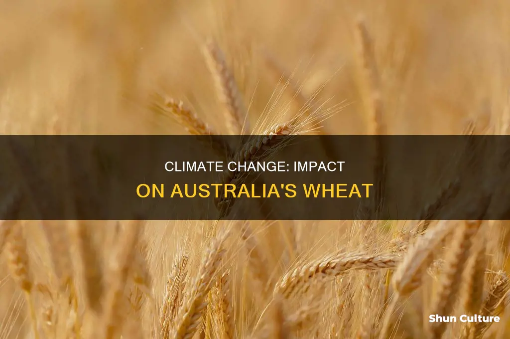 how does climate change affect wheat in australia