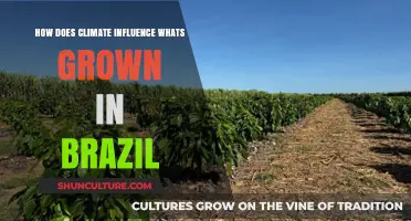 Brazil's Climate Diversity: Shaping Agricultural Crops and Regional Specialties