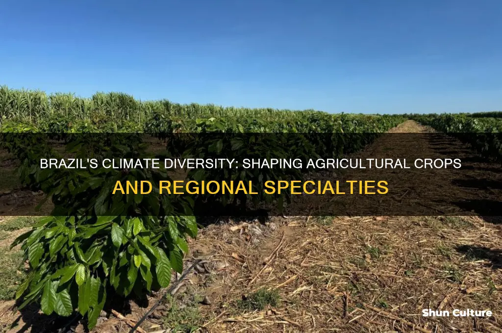 how does climate influence whats grown in brazil