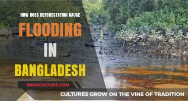 Deforestation's Role in Bangladesh's Devastating Floods: Causes and Impacts
