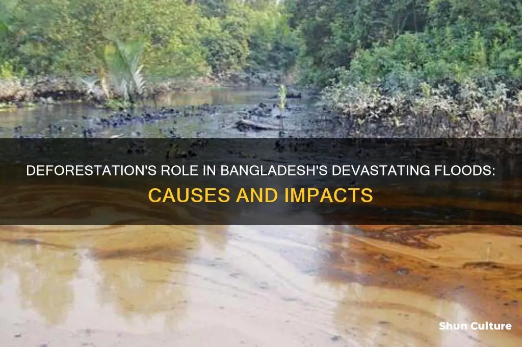 how does deforestation cause flooding in bangladesh