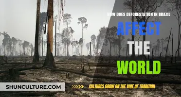 Brazil's Deforestation Crisis: Global Impacts and Urgent Solutions Needed