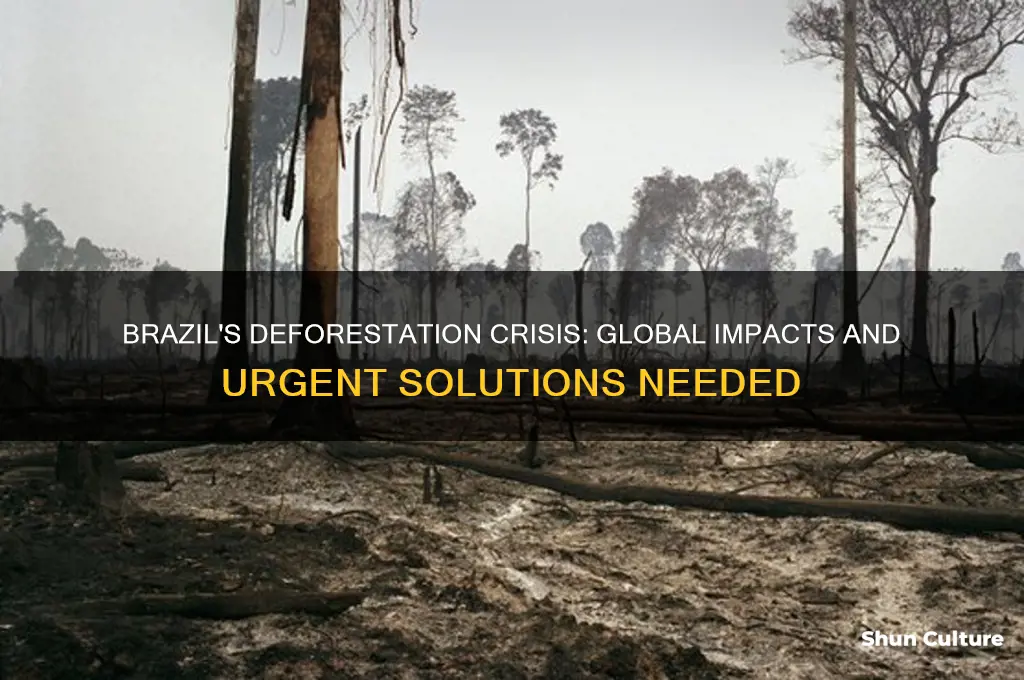how does deforestation in brazil affect the world