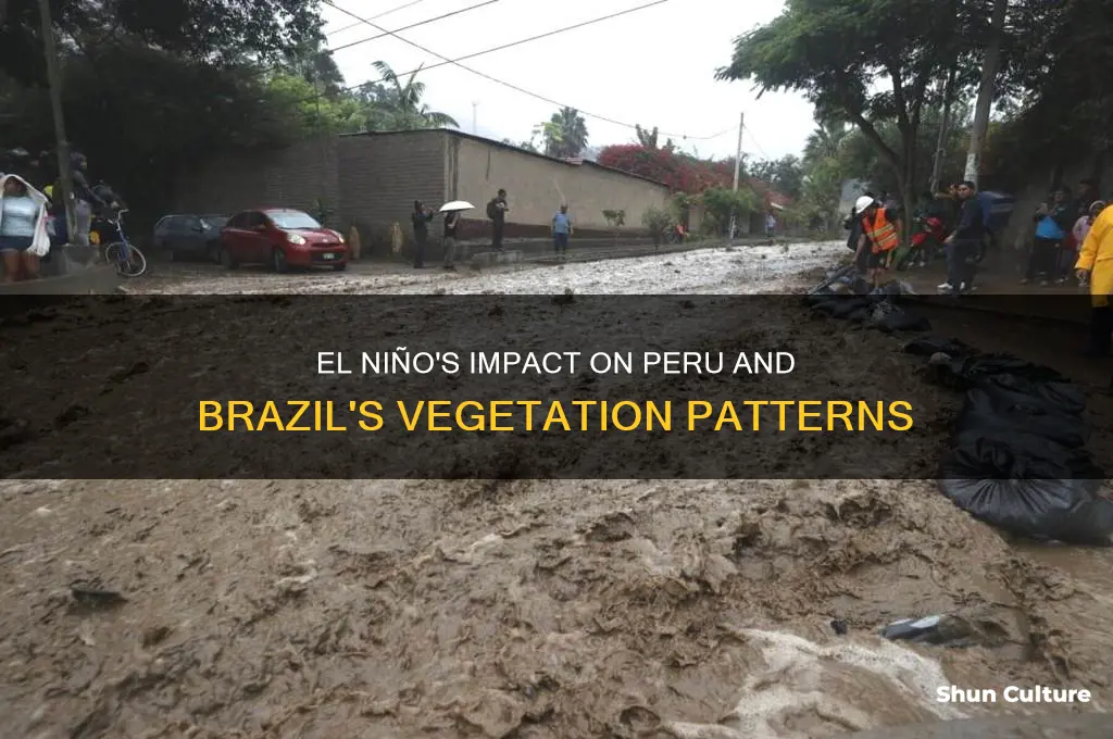 how does el nino influence vegetation in peru and brazil