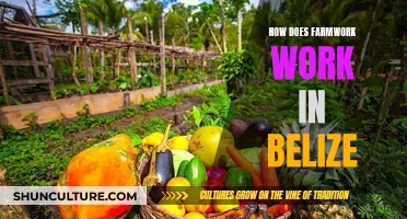 The Farmwork Life in Belize: An Insider's Guide