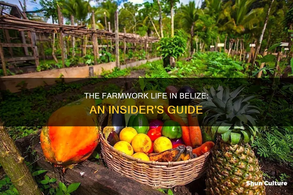 how does farmwork work in belize