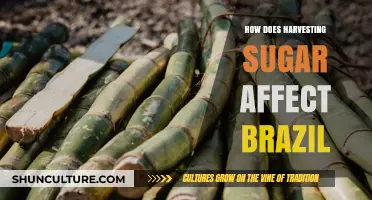 Sugar Harvesting's Impact on Brazil's Economy, Environment, and Society