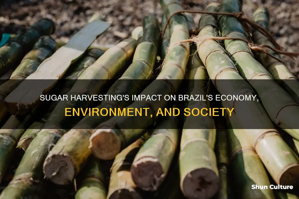 how does harvesting sugar affect brazil