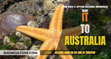 The Intriguing Journey of Asterias amurensis to Australia
