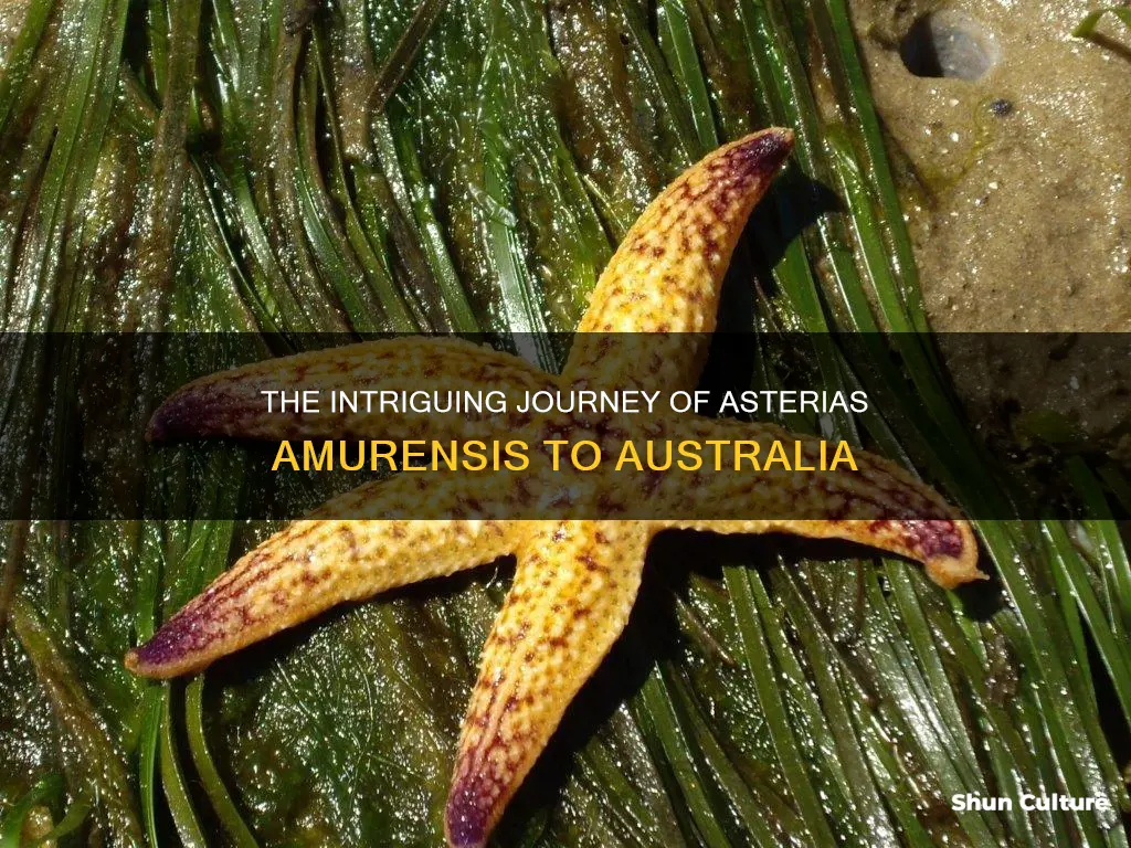 how does it appear asterias amurensis made it to australia