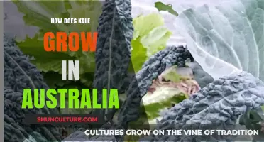 Kale Growth in Australia: A Comprehensive Guide