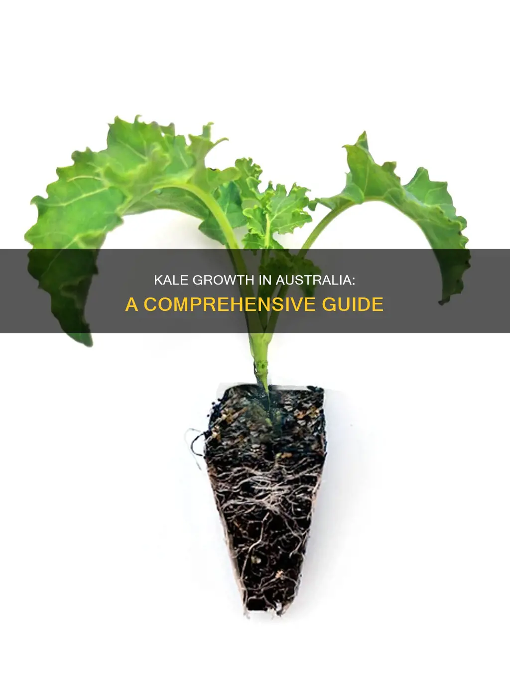 how does kale grow in australia