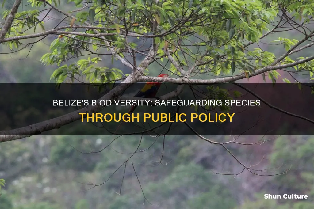 how does public policy in belize protect endangered species