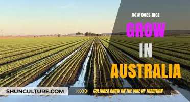 Rice Fields in Australia: How Does It Work?