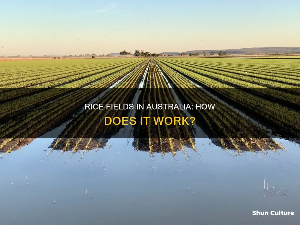how does rice grow in australia