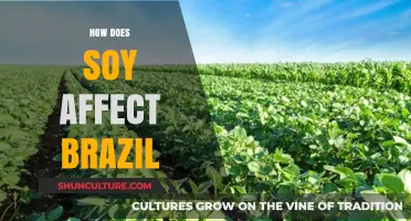 Soy's Impact on Brazil: Economy, Environment, and Social Changes