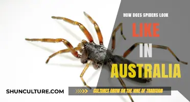 Exploring Australia's Unique Spider Appearance and Diversity