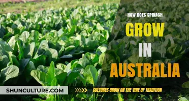 Spinach Cultivation Guide for Australian Climates