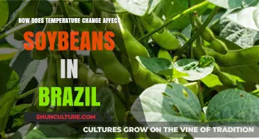 Impact of Temperature Shifts on Brazilian Soybean Yields and Quality