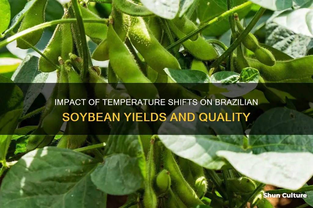 how does temperature change affect soybeans in brazil