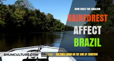 Amazon Rainforest's Vital Role in Shaping Brazil's Climate and Economy