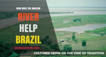 Amazon River's Vital Role in Brazil's Economy, Ecology, and Culture