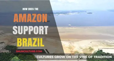Amazon's Vital Role in Sustaining Brazil's Economy and Environment