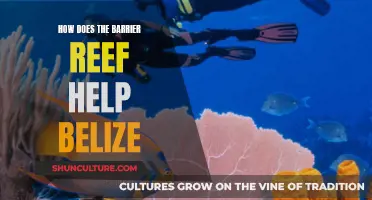 The Barrier Reef's Vital Role: Sustaining Belize's Ecosystem and Economy