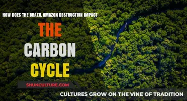 Amazon Destruction in Brazil: Disrupting the Global Carbon Cycle