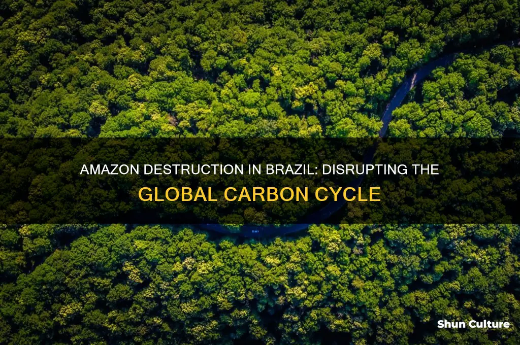 how does the brazil amazon destruction impact the carbon cycle