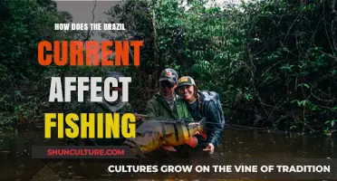 Brazil Current's Impact on Fishing: Patterns, Challenges, and Opportunities