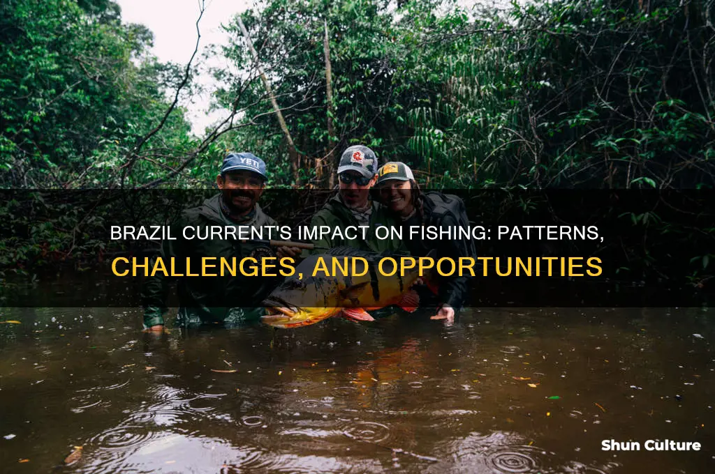 how does the brazil current affect fishing