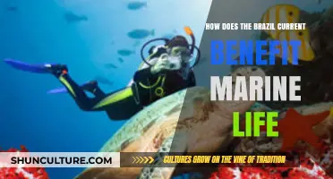 Brazil Current's Vital Role in Sustaining Marine Ecosystems and Biodiversity