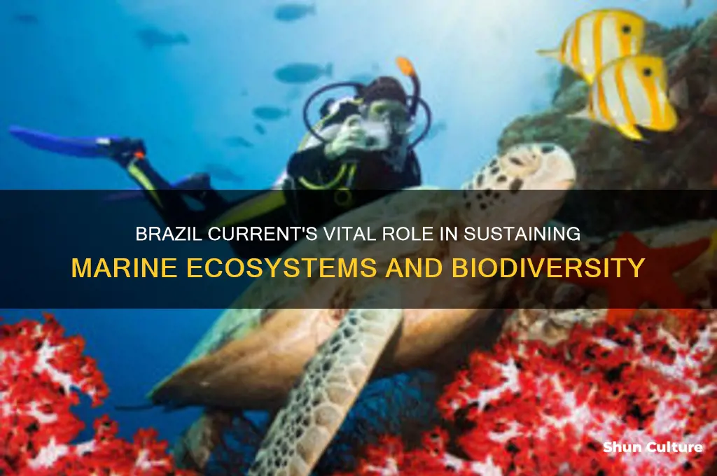 how does the brazil current benefit marine life
