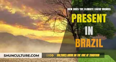 Brazil's Biomes: Climate's Role in Shaping Diverse Ecosystems