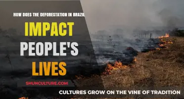 Brazil's Deforestation Crisis: How It Affects Communities and Livelihoods