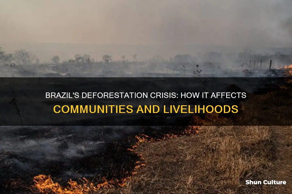 how does the deforestation in brazil impact people