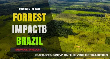 Rainforest's Vital Role in Shaping Brazil's Environment and Economy