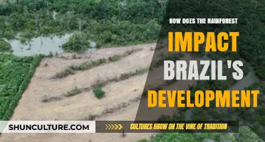 Rainforest's Role in Shaping Brazil's Economic and Social Development