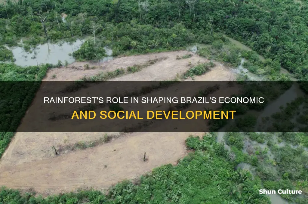 how does the rainforest impact brazil