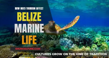 The Impact of Tourism on Belize's Marine Life: A Delicate Balance